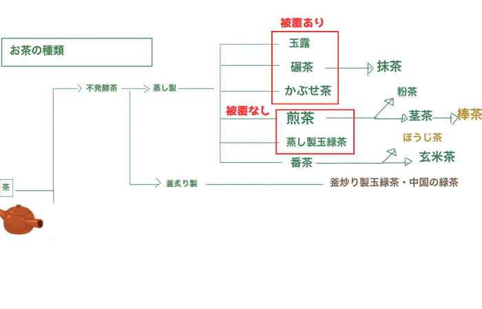 緑茶の種類画像