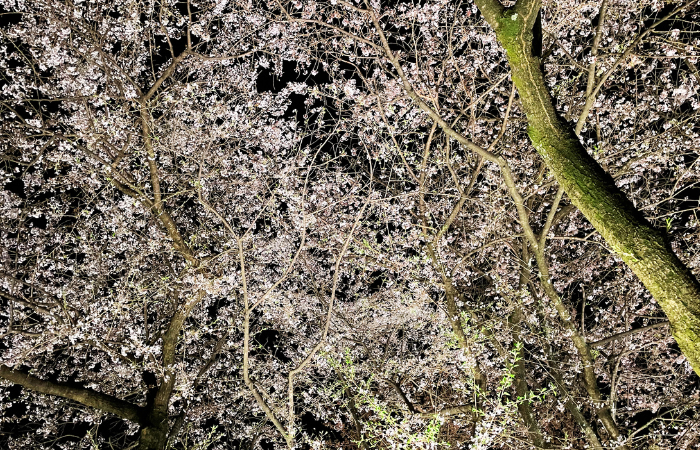 さくらの満開画像バナー